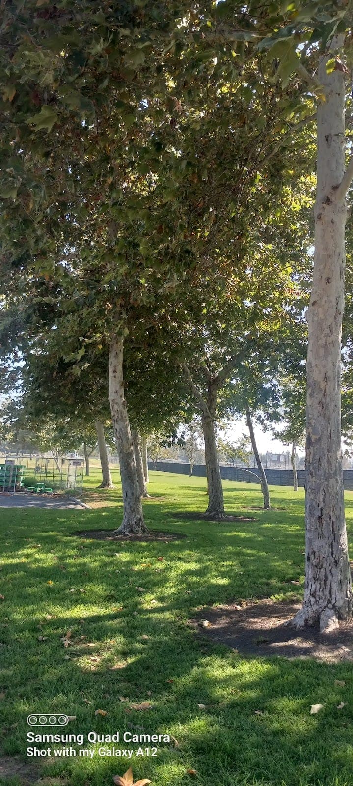 Thornton Park